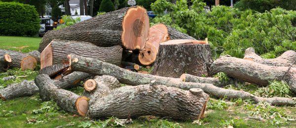 Large Tree Removal in Peoria