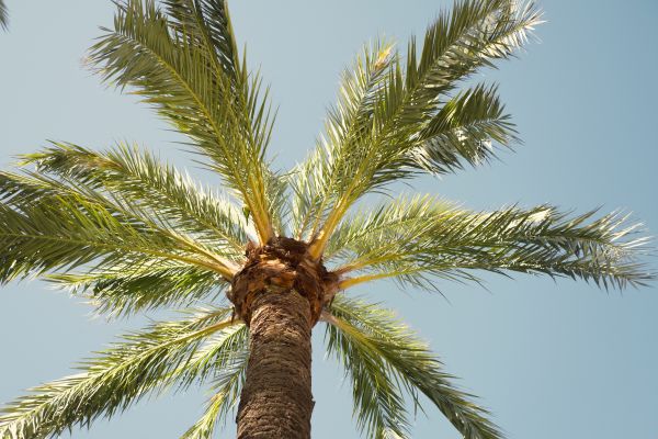 Palm Tree Removal in Peoria