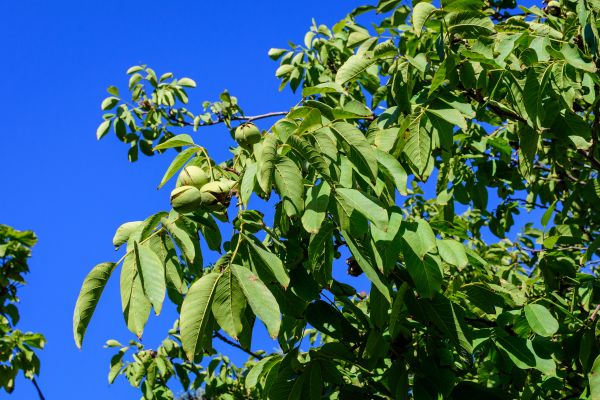 Cost of Walnut Tree Removal in Peoria