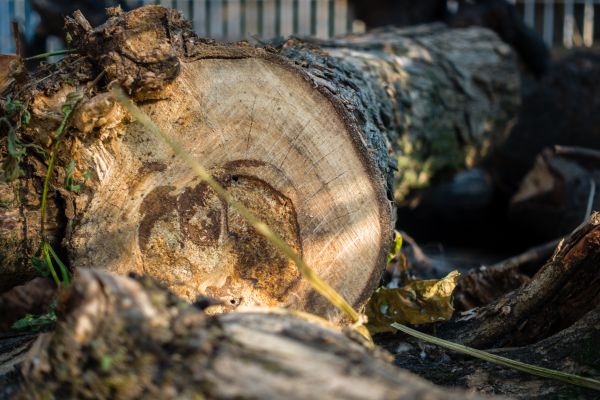 Oversized Tree Removal