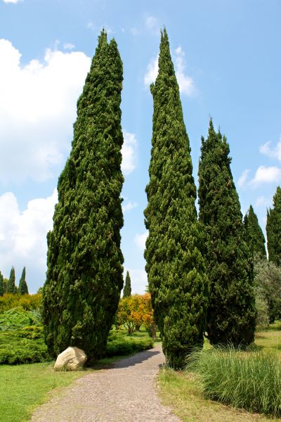 Cost of Cypress Tree Removal in Peoria
