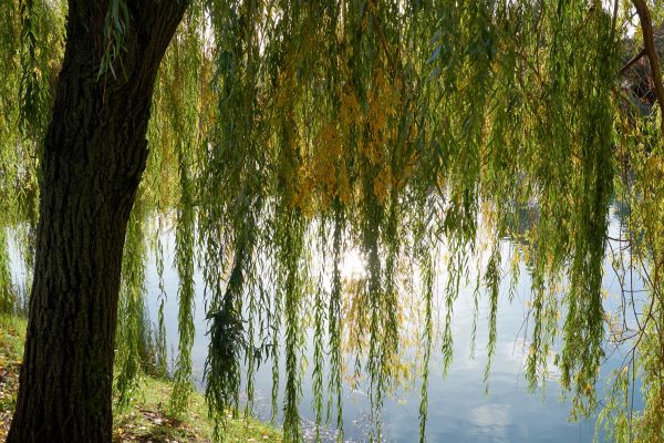 Cost of Willow Tree Removal in Peoria