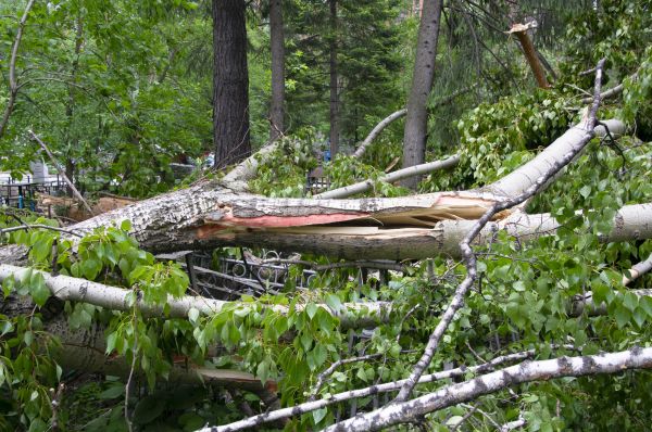 Cost of Birch Tree Removal in Peoria