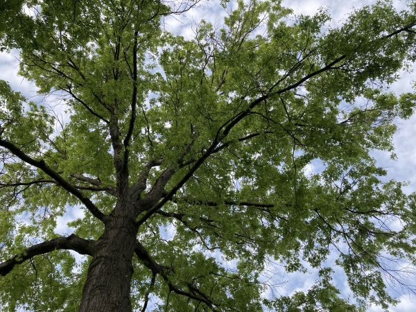 Cost of Oak Tree Removal in Peoria