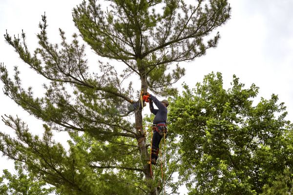 Cost of Pine Tree Removal in Peoria