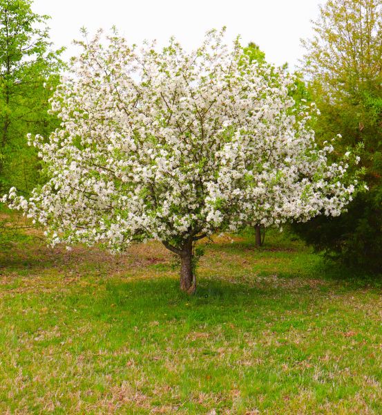 Cost of Dogwood Tree Removal in Peoria