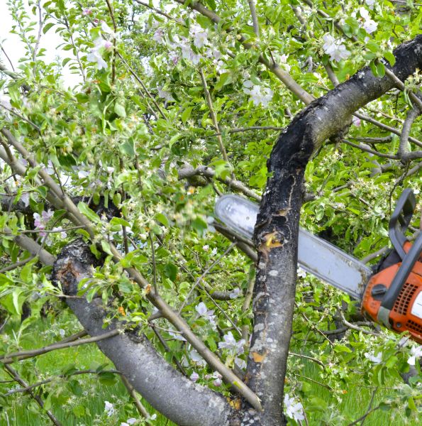 Cost of Apple Tree Removal in Peoria