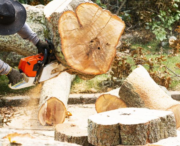 Tree Removal Service in Peoria