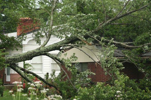 Emergency Tree Removal in Peoria