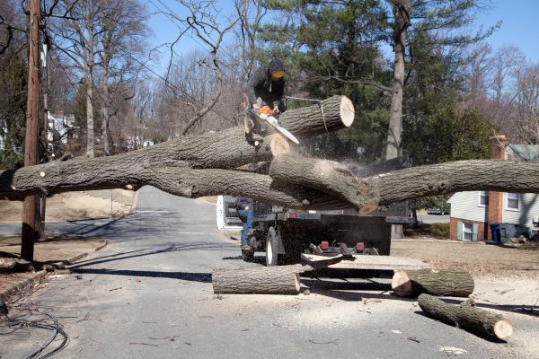 Cost of Residential Tree Removal in Peoria