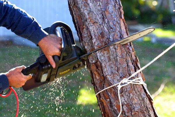 Dead Tree Removal in Peoria