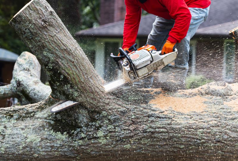 Tree Removal
