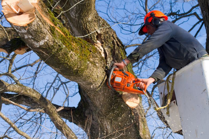Why Hiring Professionals For Tree Removal Is Essential